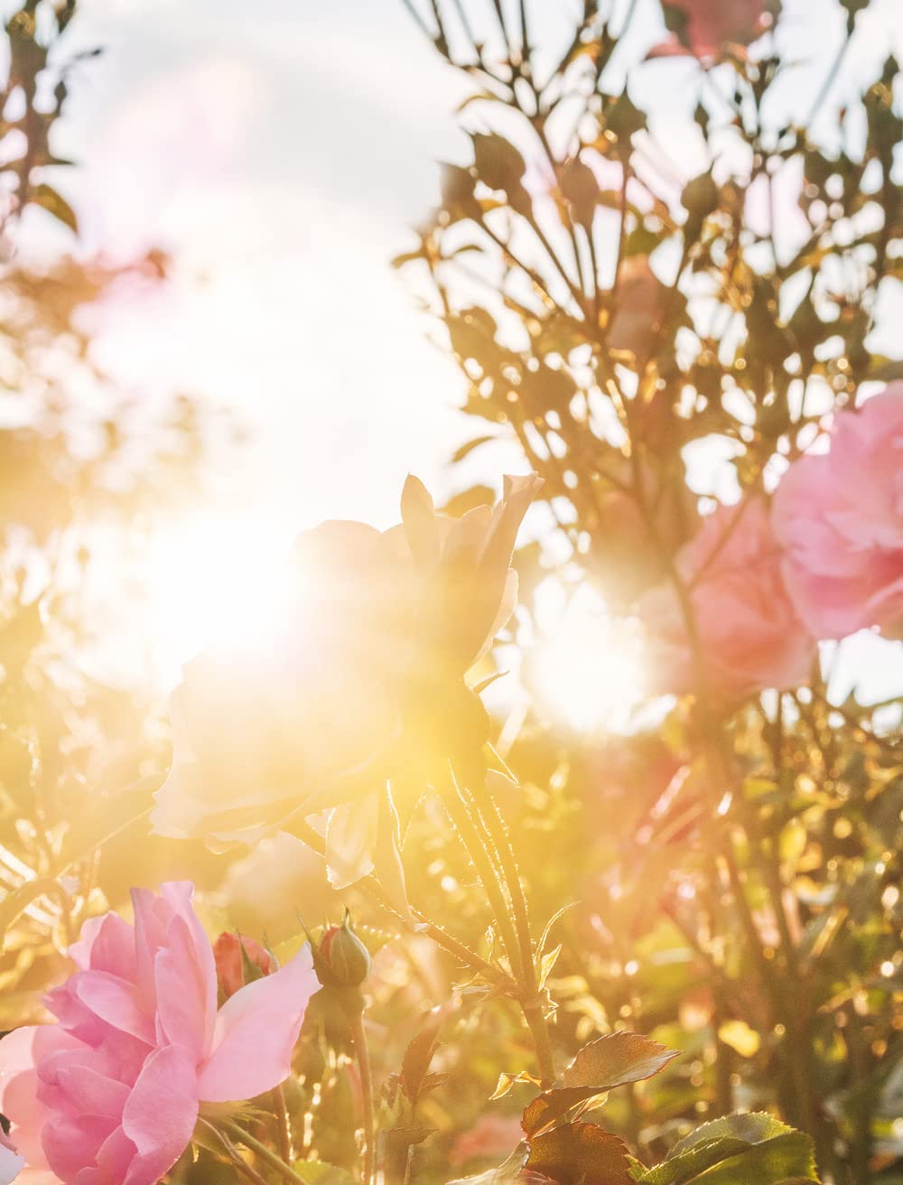 Yves Rocher Eau de Parfum Spray for Women, Plein Soleil, 30 ml/1 fl.oz., Warm Floral Fragrance with Ylang, Tuberose, Cardamon, and Sandalwood