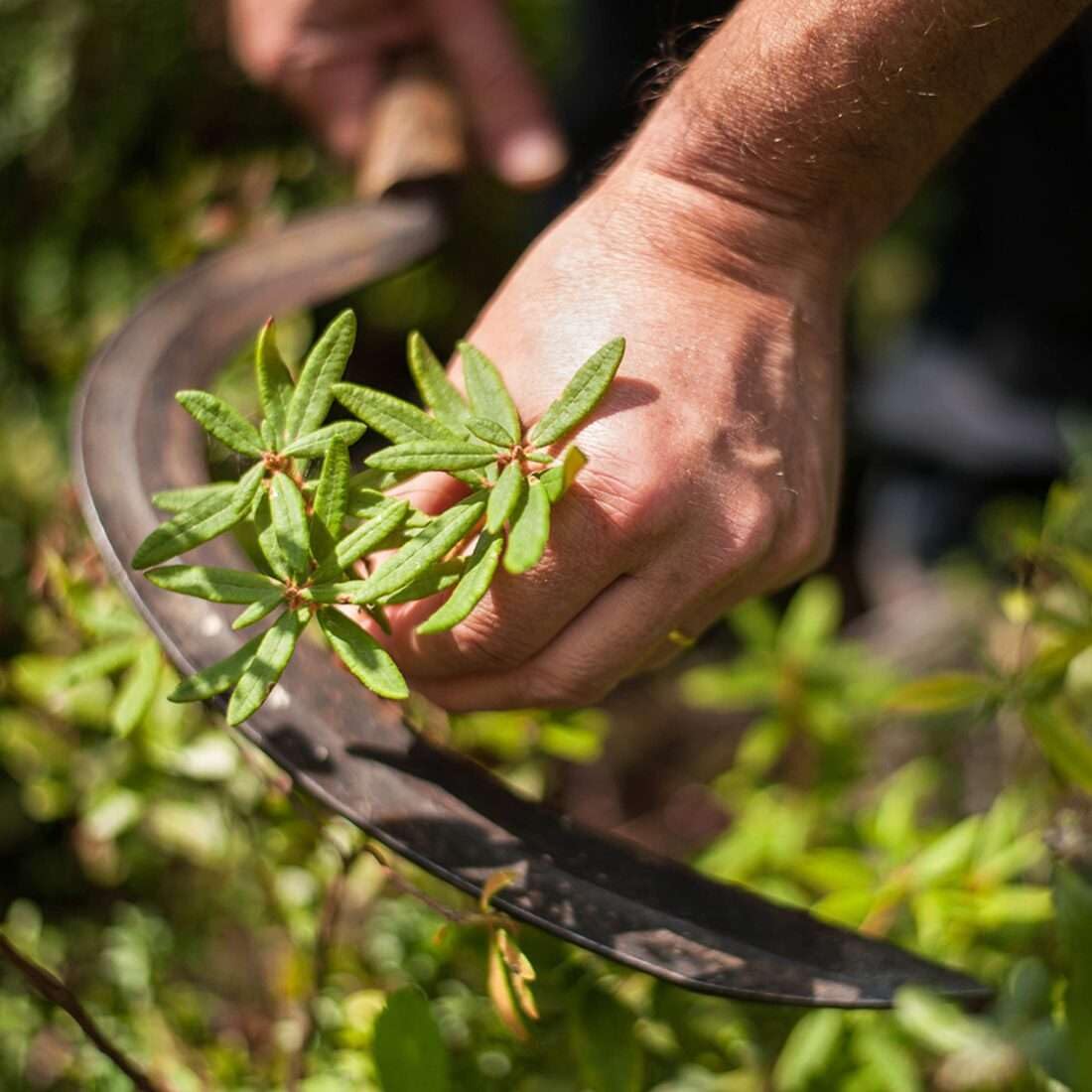 Yves Rocher Sebo Pure Vegetal Rebalancing Antioxidant Essence Organic Serum Combination & Oily Skin Solution - 30 ml. / 1 fl.Oz.