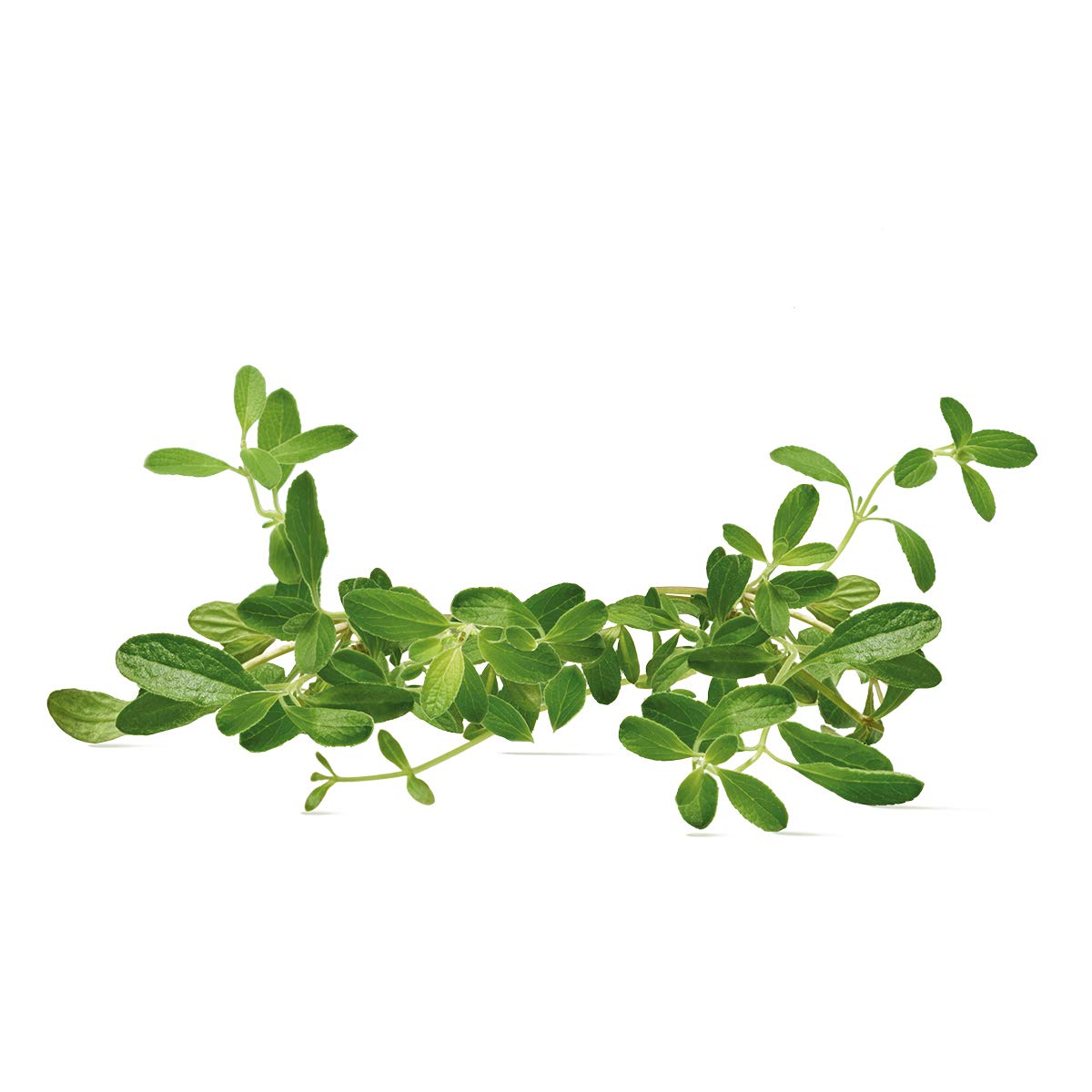 Yves Rocher Lifting Végétal Anti Aging Face and Neck Serum Moisturizer All skin types - Anti wrinkles and Firming Effect with Botanical Collagen, 30 ml bottle