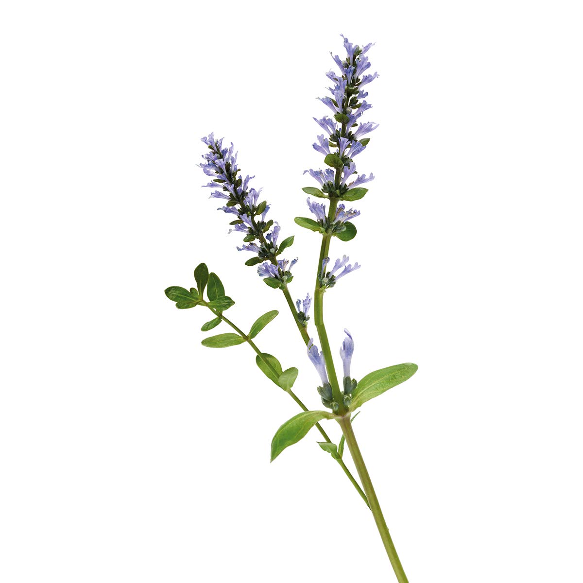 Yves Rocher Lifting Végétal Anti Aging Face and Neck Serum Moisturizer All skin types - Anti wrinkles and Firming Effect with Botanical Collagen, 30 ml bottle