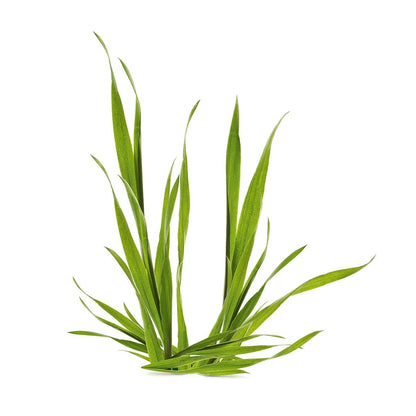 Yves Rocher BB Cream Tinted Moisturizer Foundation for a perfect complexion, All skin type, Dermatologically tested, 50 ml tube (Medium)