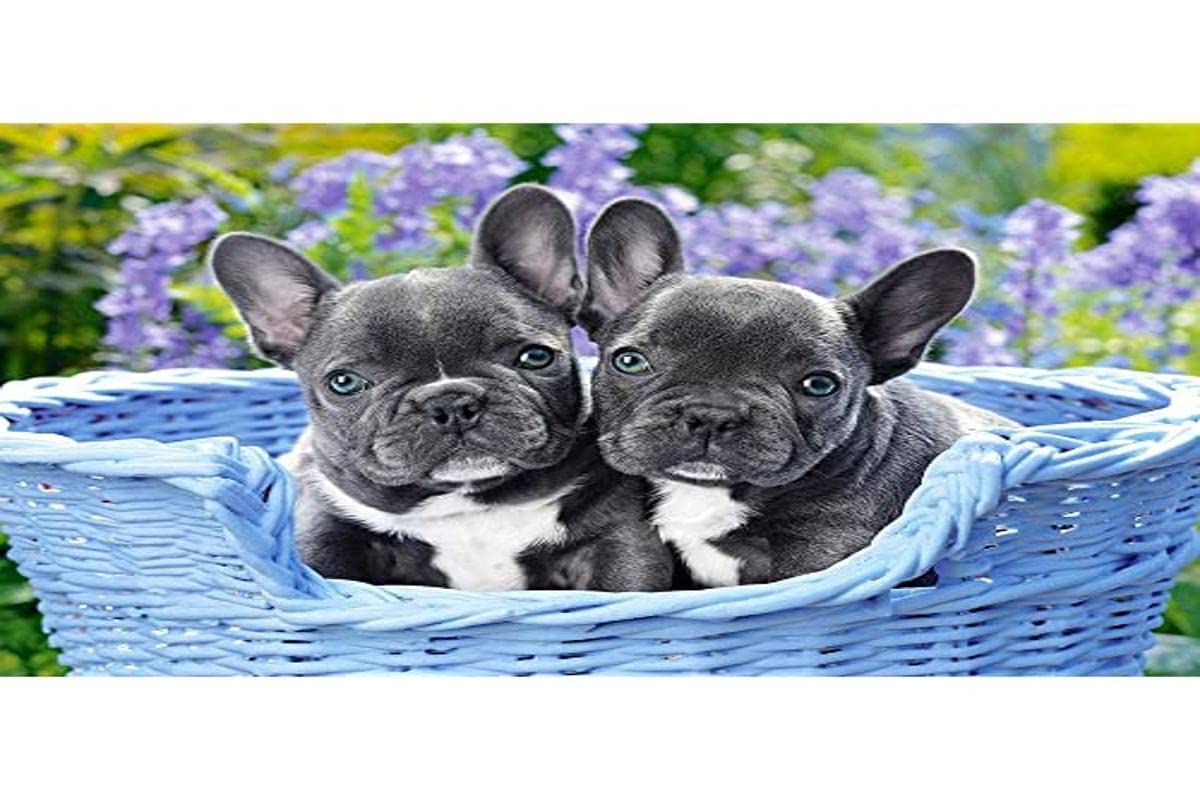 Castorland CSC104246 1000 pc - French Bulldog Puppies Jigsaw Puzzle, Multicolour