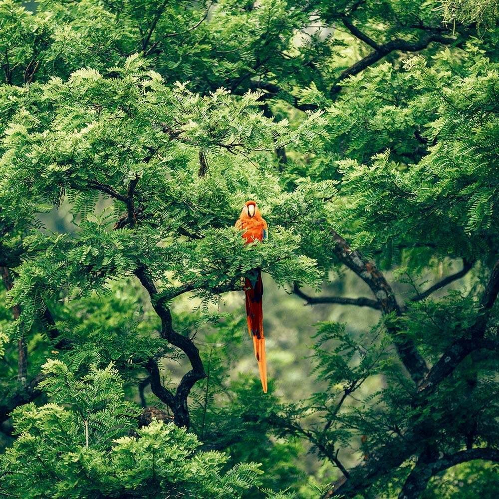 Yves Rocher Tropicale Tentation - Eau de Parfum for Women, Travel Size, 10 ml./0.33 fl.oz.