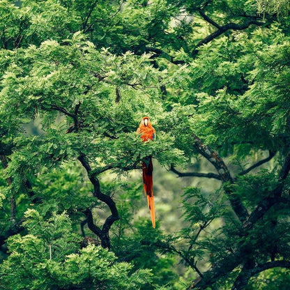 Yves Rocher Tropicale Tentation - Eau de Parfum for Women, Travel Size, 10 ml./0.33 fl.oz.