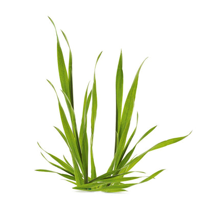 Yves Rocher BB Cream Tinted Moisturizer Foundation for a perfect complexion, All skin type, Dermatologically tested, 50 ml tube (Light)